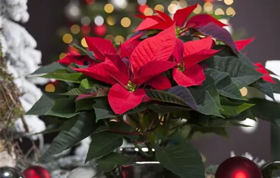 Euphorbia pulcherrima 'Christmas Feelings® Merlot'