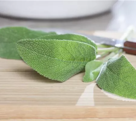 Salbei – Zierpflanze und Heilkraut 
