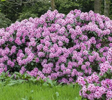 Ein Rhododendron-Spezial