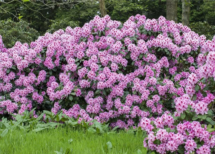 Ein Rhododendron-Spezial