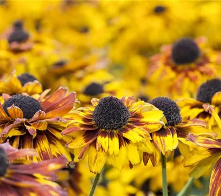 Sommerblumen