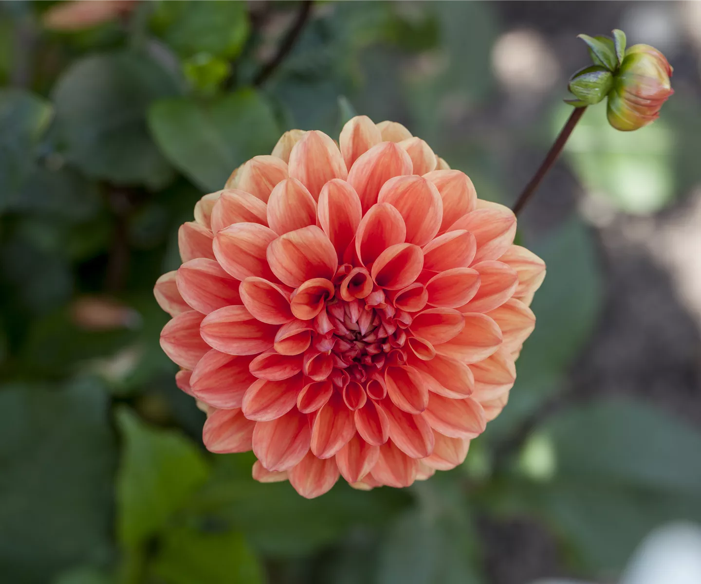 Dahlien: verblühtes abschneiden