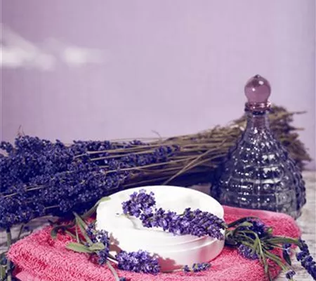 Lavendel, seine vielseitige Anwendung und Pflegehinweise