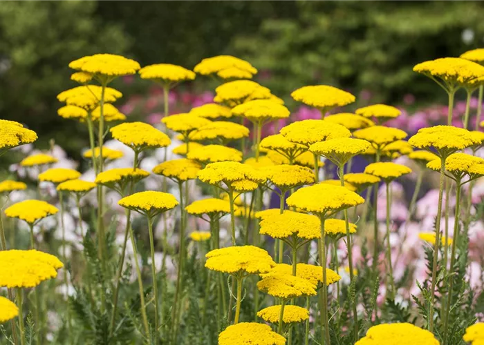 Der Landhausgarten: Blütenmeer und unberührte Natur