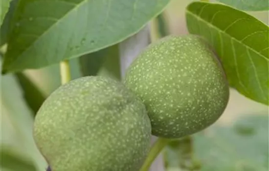 Walnussbaum schneiden Walnussbaum schneiden