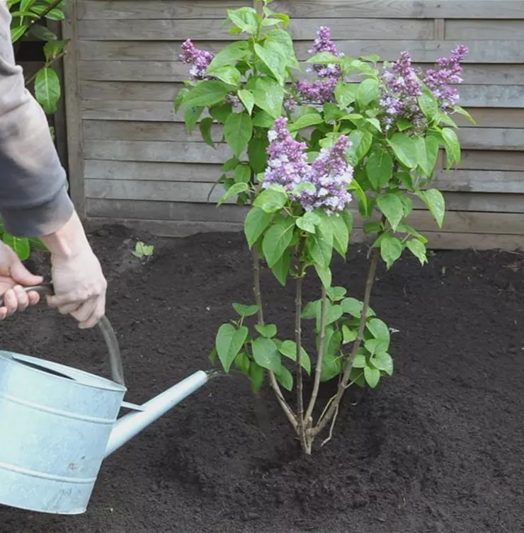 Flieder - Einpflanzen im Garten
