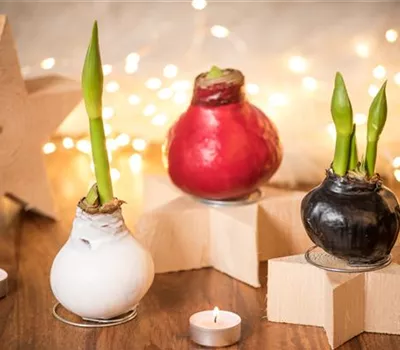 Hippeastrum Waxz® 'Superior'