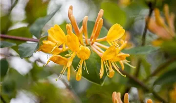 1A Garten Strauß