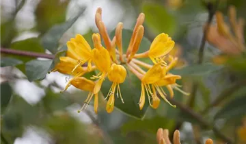 1A Garten Strauß