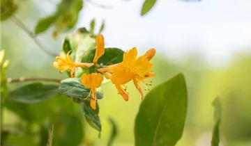1A Garten Strauß