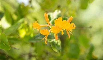 1A Garten Strauß