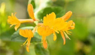 1A Garten Strauß