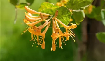 1A Garten Strauß