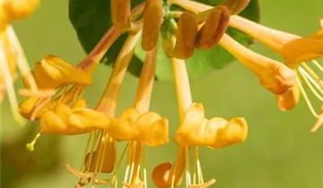 1A Garten Strauß