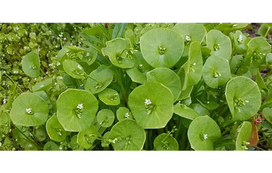 Claytonia perfoliata