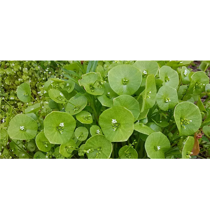 Gewöhnliches Tellerkraut