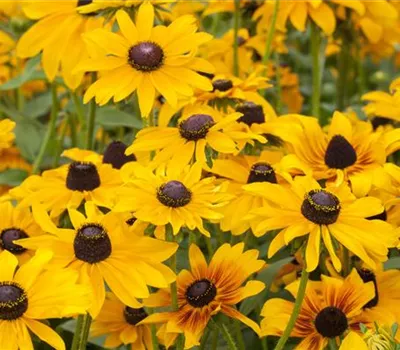 Rudbeckia hirta 'Toto'®