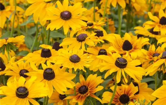 Rudbeckia hirta 'Toto'®