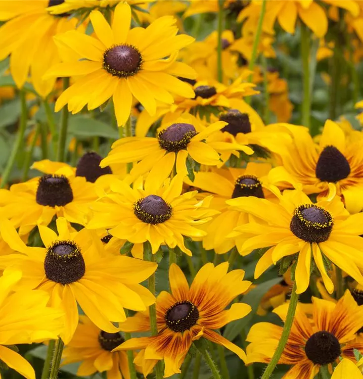 Rauer Garten-Sonnenhut 'Toto'®