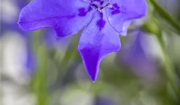 1A Garten Strauß