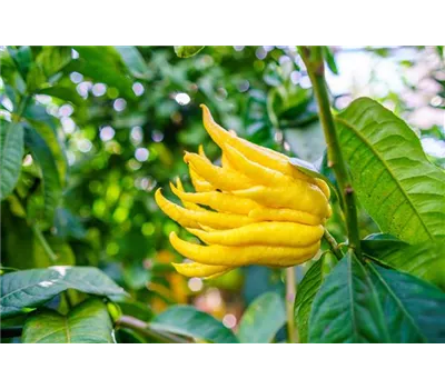 Citrus medica, Stamm