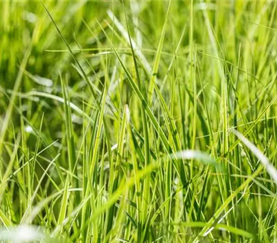 Carex grayi
