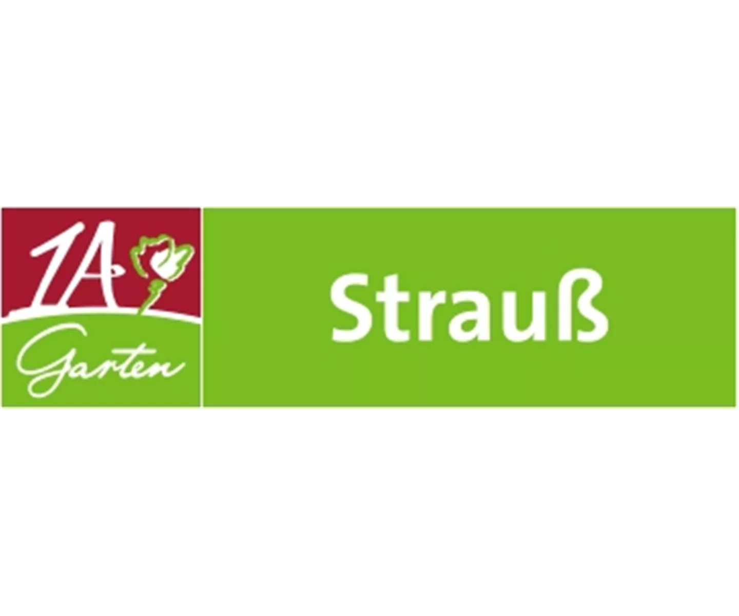 Feldsalaternte im Winter