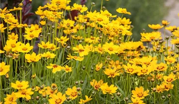 Zum Vergrößern klicken Bildvorschau