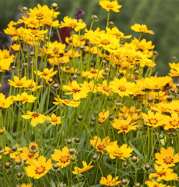 Großblumiges Garten-Mädchenauge Großblumiges Garten-Mädchenauge