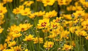 Zum Vergrößern klicken Bildvorschau