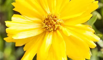 Zum Vergrößern klicken Bildvorschau