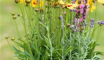 Zum Vergrößern klicken Bildvorschau