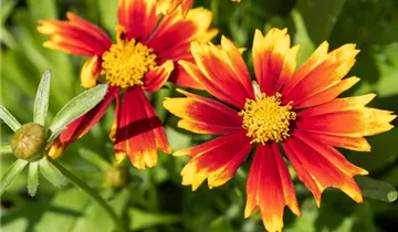 Zum Vergrößern klicken Bildvorschau