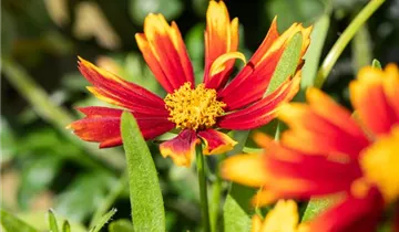 Zum Vergrößern klicken Bildvorschau