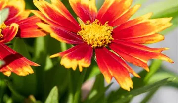 Zum Vergrößern klicken Bildvorschau