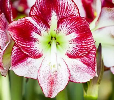 Hippeastrum