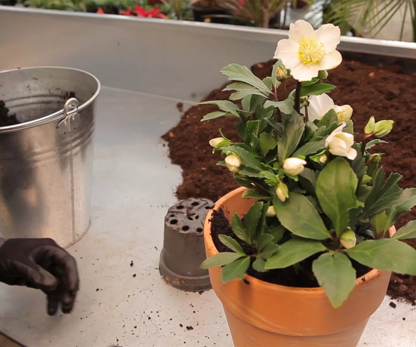 Christrose - Einpflanzen in ein Gefäß