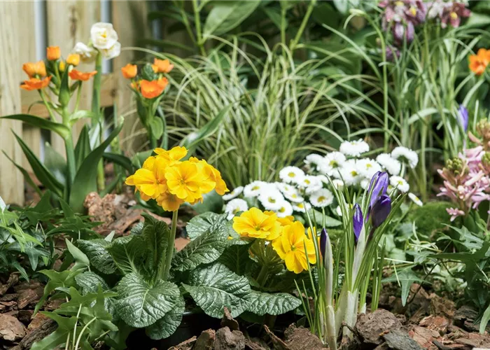 Osterglocke, Tulpe und Hyazinthe: Frühlingsboten auf dem Balkon Osterglocke, Tulpe und Hyazinthe: Frühlingsboten auf dem Balkon