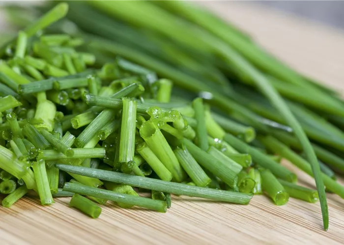 Schnittlauch treiben