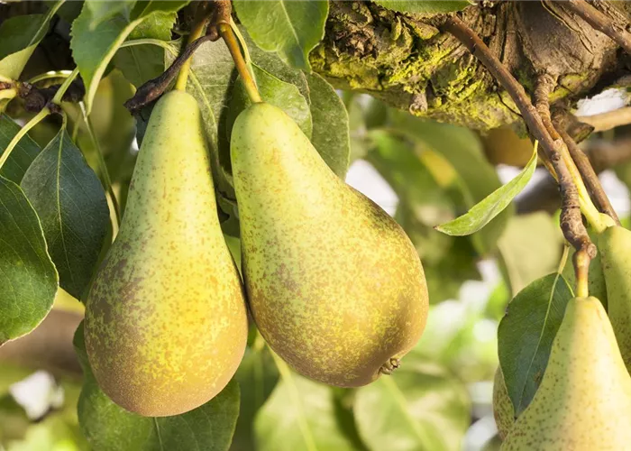 Birnengitterrost vorbeugen