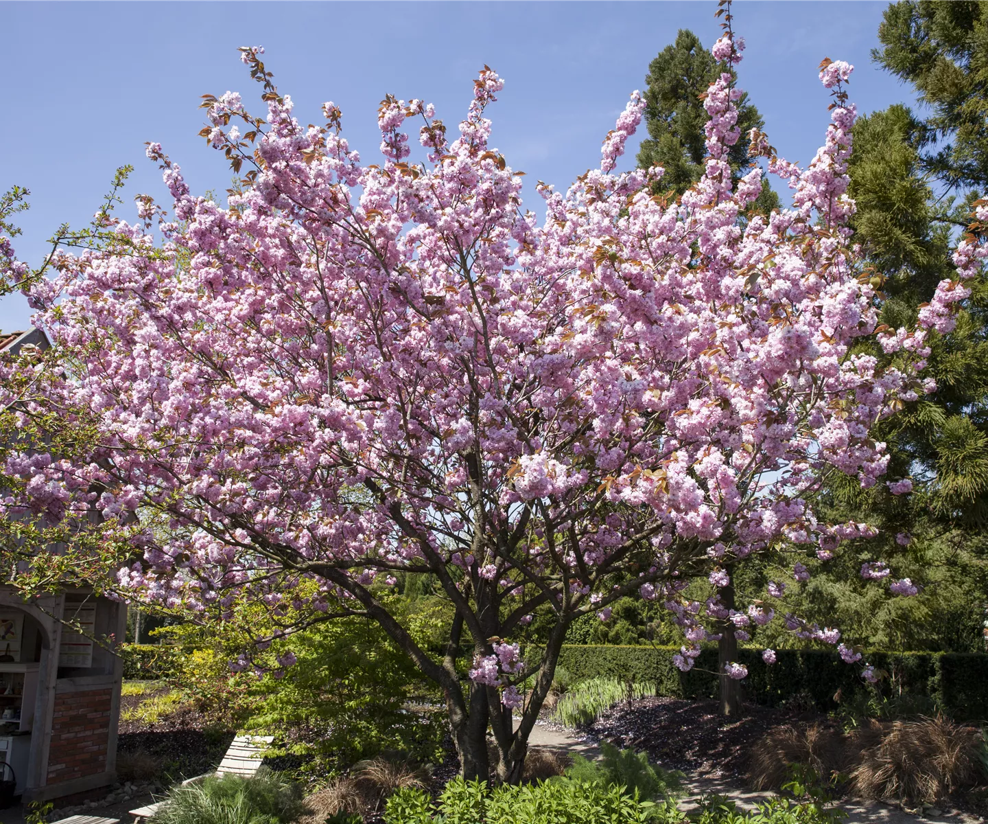 Frühblühende Gehölze - Die Vorboten des Frühlings