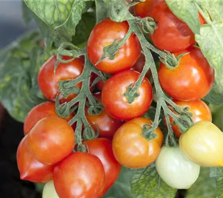 Ein Naschgarten ohne Garten: Essbares vom Balkon