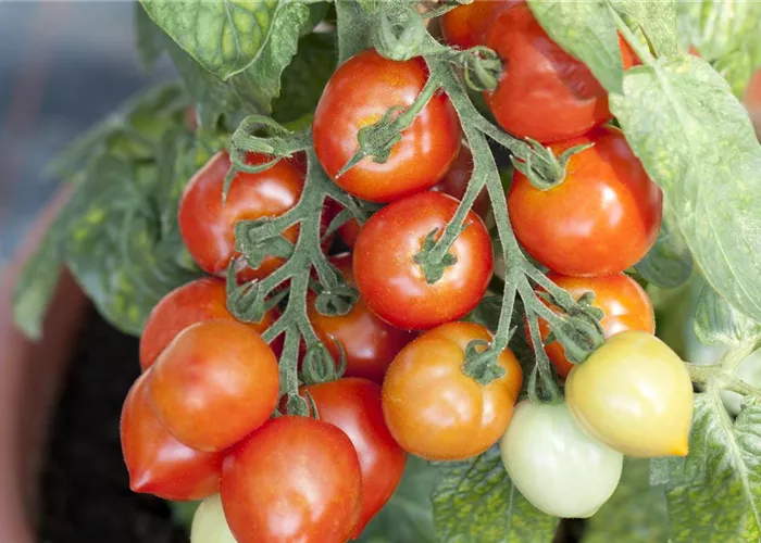 Ein Naschgarten ohne Garten: Essbares vom Balkon