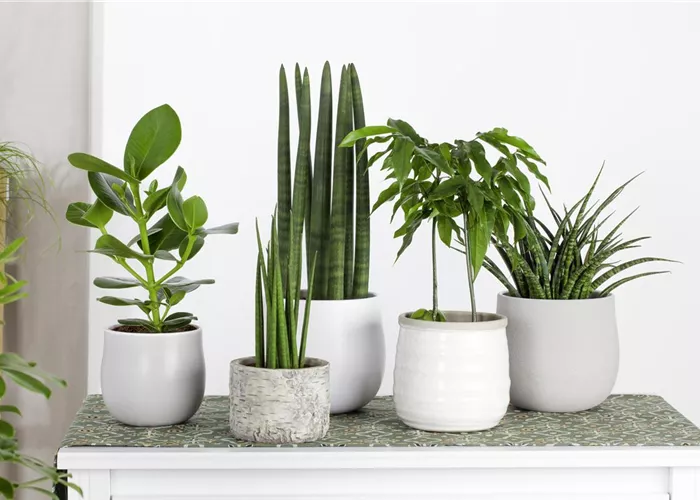 Zimmerpflanzenpflege im Winter