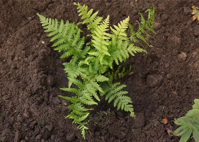 Frauenfarn - Einpflanzen im Garten