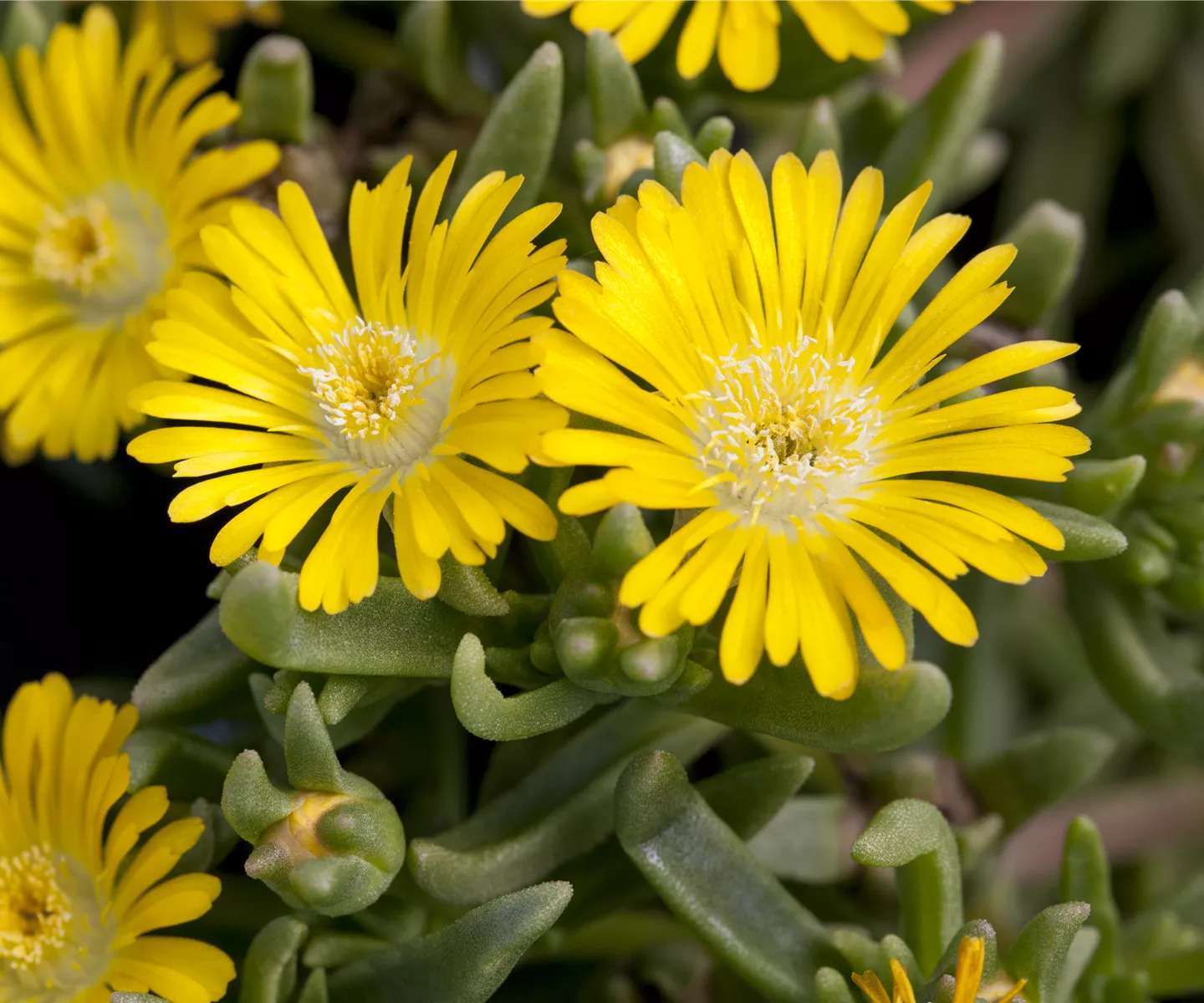 Winterharte Eisblumen (Delosperma congesta) für den Steingarten