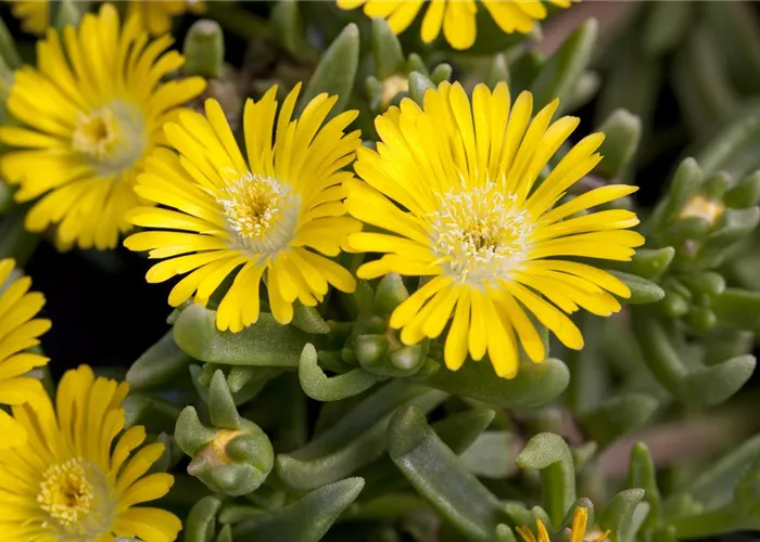 Winterharte Eisblumen (Delosperma congesta) für den Steingarten