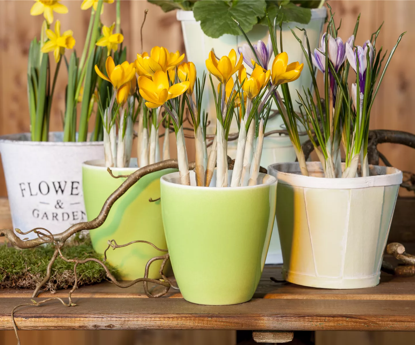 Der Frühling im Kasten: Hornveilchen, Stiefmütterchen und Co. 