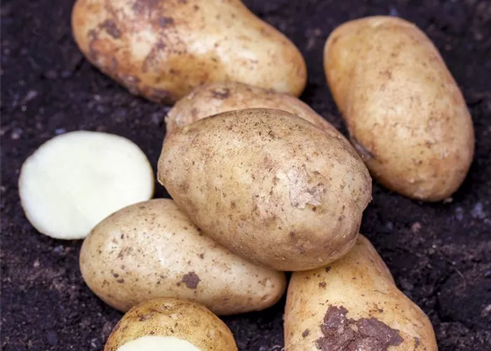 Kartoffeln vortreiben