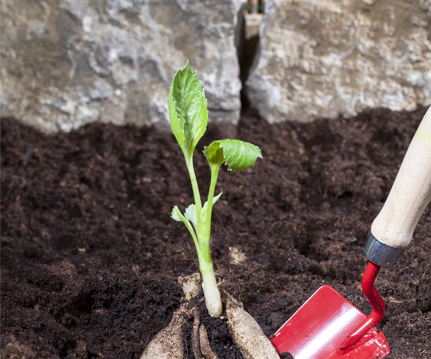 Sommerzwiebeln pflanzen